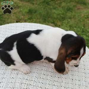 Dixie, Basset Hound Puppy